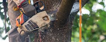 Best Residential Tree Removal  in Reno, TX