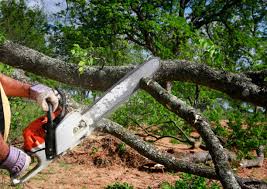 Best Seasonal Cleanup (Spring/Fall)  in Reno, TX