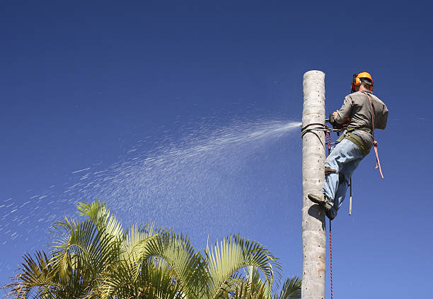 Best Leaf Removal  in Reno, TX