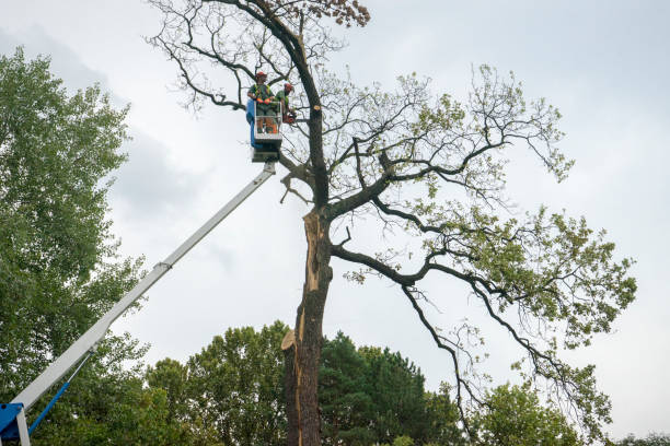 Best Emergency Tree Removal  in Reno, TX