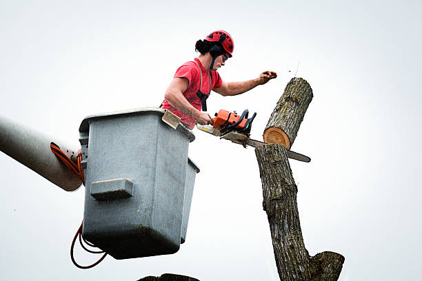 Best Firewood Processing and Delivery  in Reno, TX