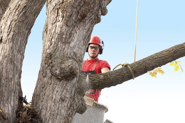 Best Residential Tree Removal  in Reno, TX